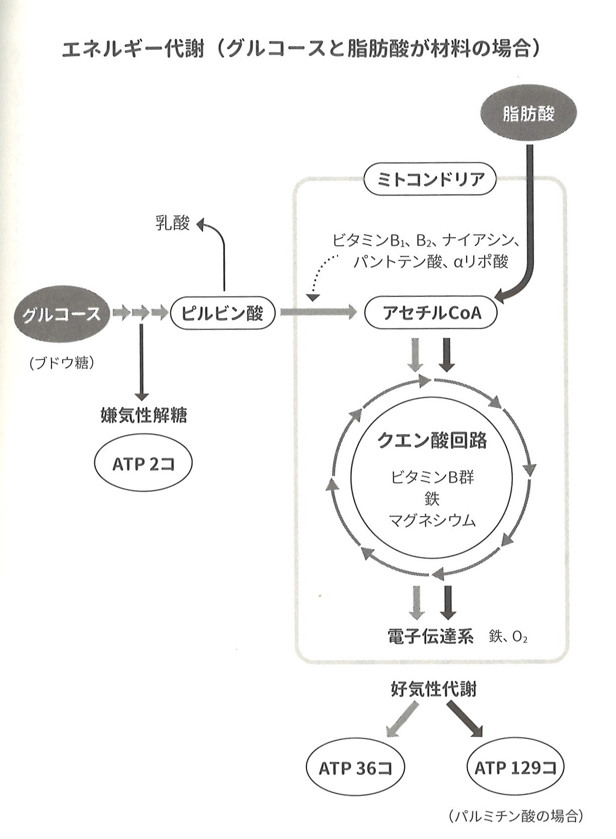 Fasciaと栄養の関係についてパート２ ATPセット | スタッフブログ