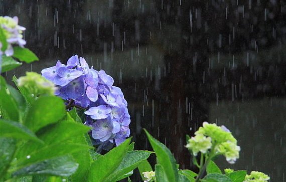 梅雨　米田ブログ