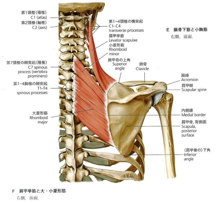 肩関節周囲筋, 肩関節周囲筋 解剖 DentalCoalition